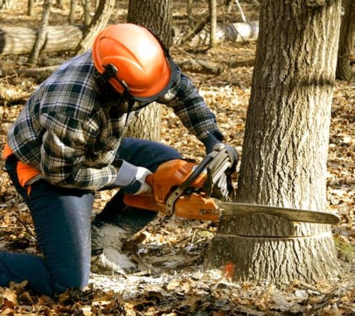 Tree Removal in Appomattox, VA